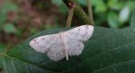 Krocznik ogrodowiak (Idaea biselata)