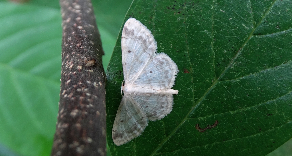 Krocznik ogrodowiak (Idaea biselata)