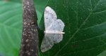 Krocznik ogrodowiak (Idaea biselata)