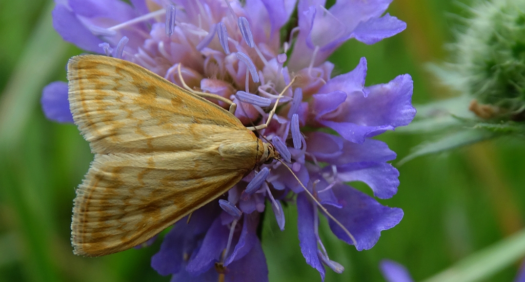 Sitochroa verticalis