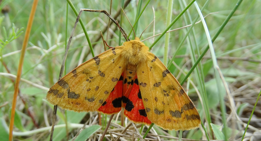 Niedźwiedziówka purpurka (Rhyparia purpurata)