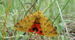 Niedźwiedziówka purpurka (Rhyparia purpurata)