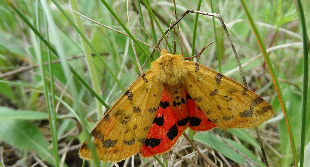 Niedźwiedziówka purpurka (Rhyparia purpurata)