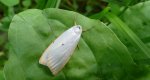 Łada dwukropka (Cybosia mesomella)