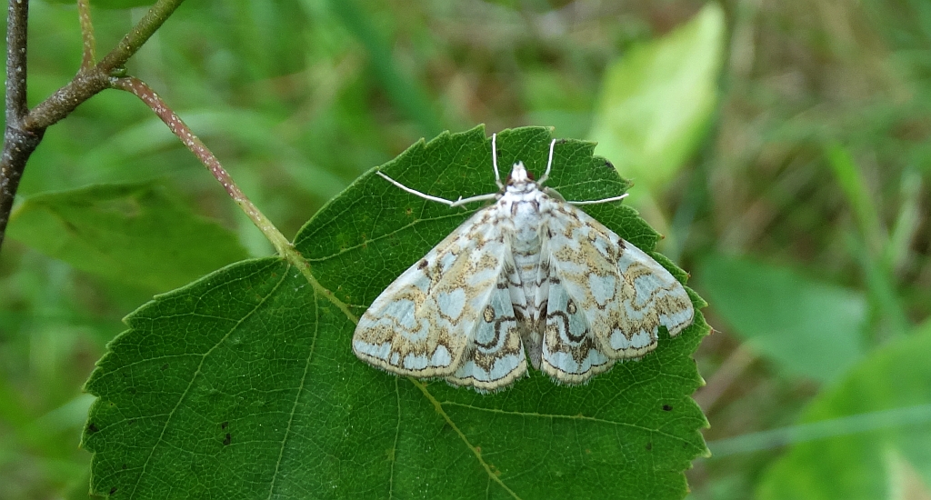 Nimfa świtezianka (Elophila nymphaeata)