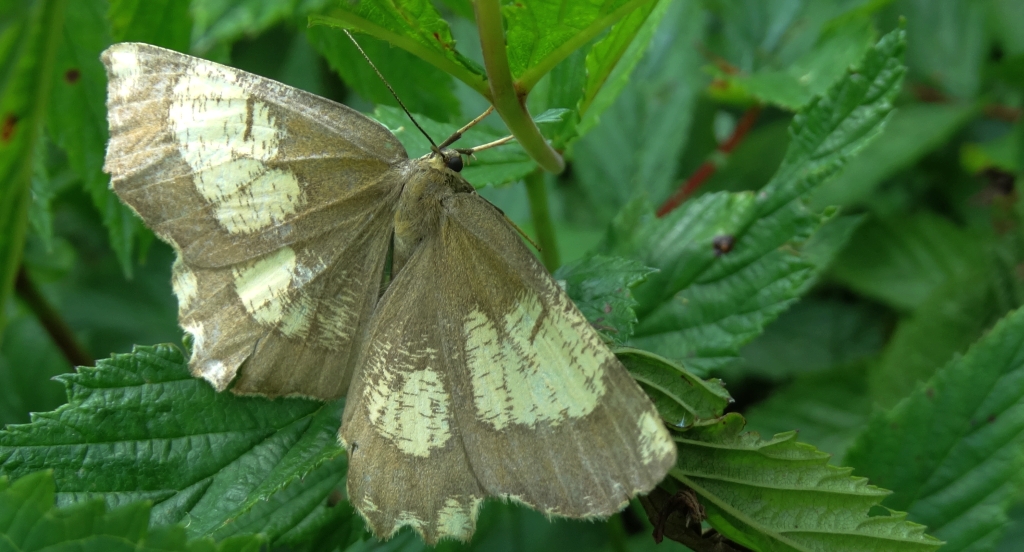 Rączyk leszczyniak (Angerona prunaria)