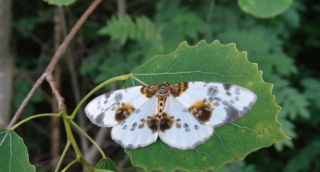 Plamiec leśniak (Abraxas sylvata)