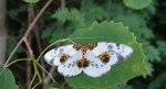Plamiec leśniak (Abraxas sylvata)