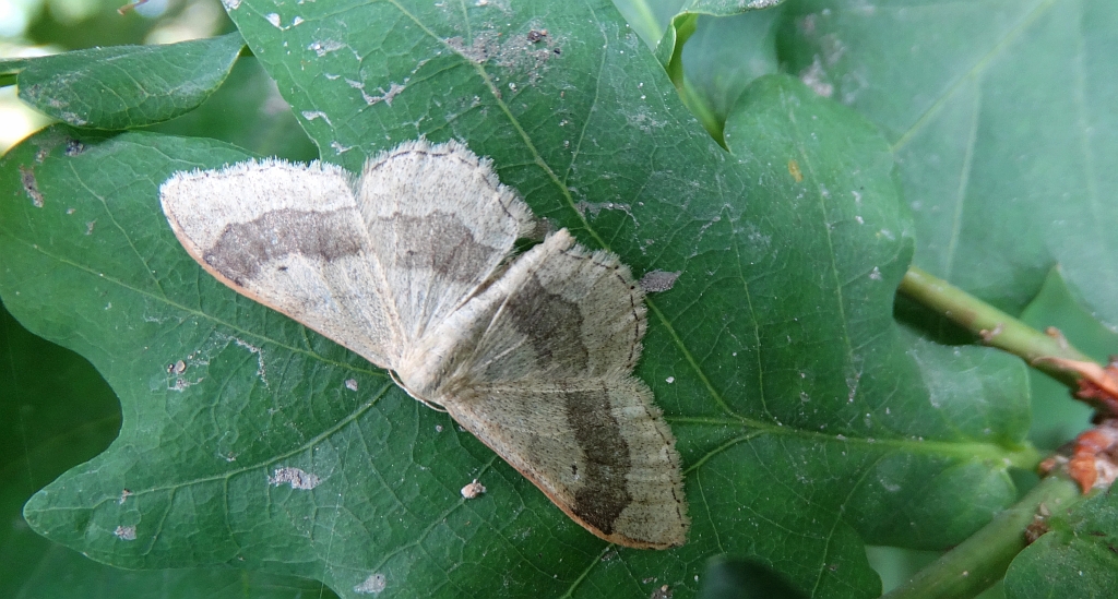 Krocznik odwrotnik (Idaea aversata)