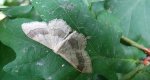 Krocznik odwrotnik (Idaea aversata)