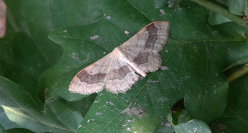 Krocznik odwrotnik (Idaea aversata)