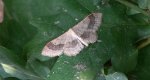 Krocznik odwrotnik (Idaea aversata)