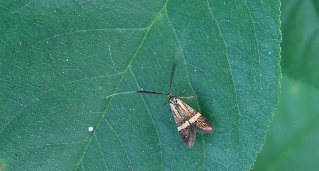 Wąsateczka zawilczaneczka (Nemophora degeerella)