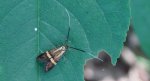 Wąsateczka zawilczaneczka (Nemophora degeerella)