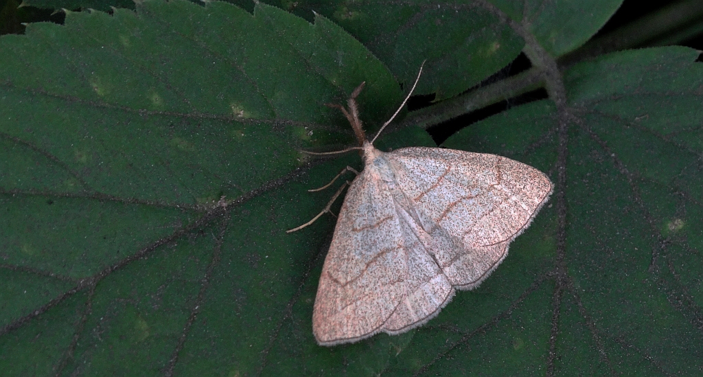 Polypogon tentacularia