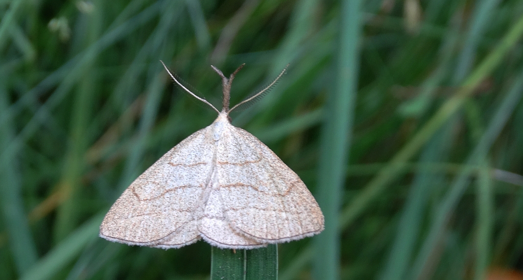 Polypogon tentacularia