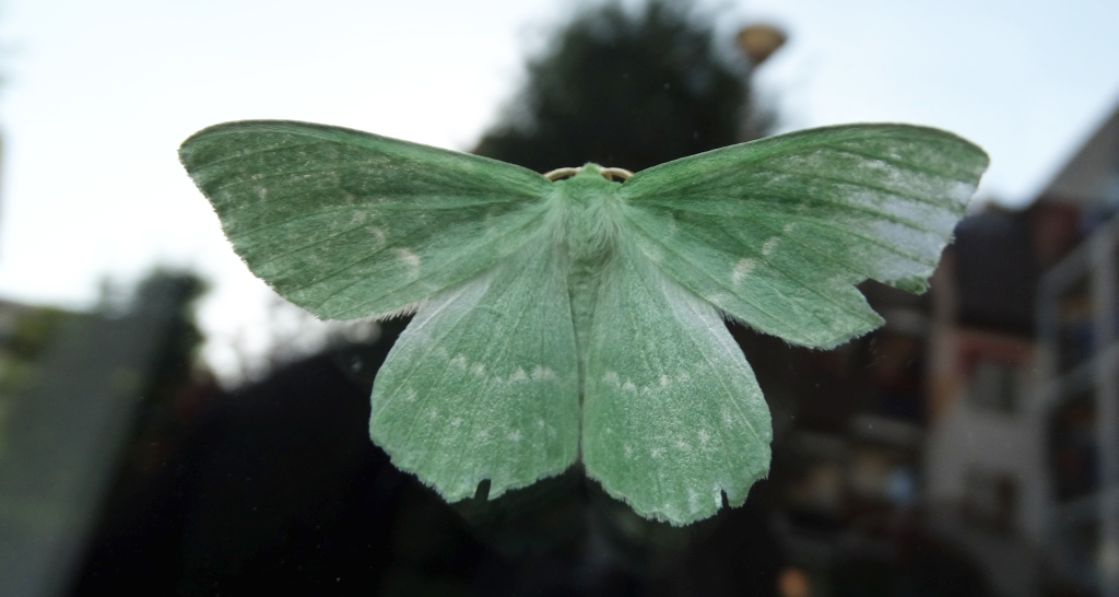 Miernik zieleniak (Geometra papilionaria)