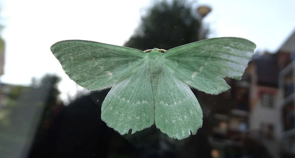 Miernik zieleniak (Geometra papilionaria)