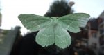 Miernik zieleniak (Geometra papilionaria)