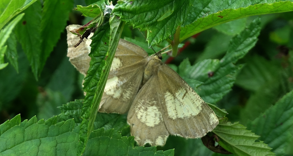 Rączyk leszczyniak (Angerona prunaria)