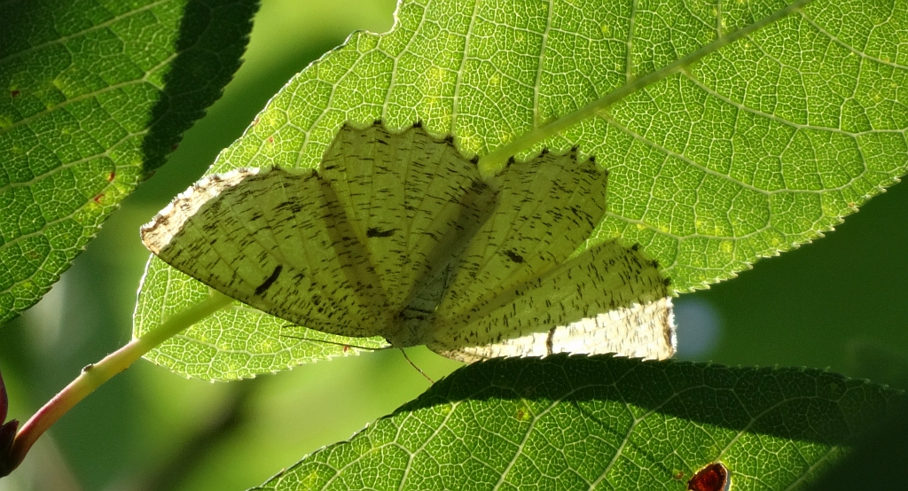 Rączyk leszczyniak (Angerona prunaria)