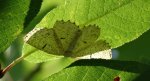 Rączyk leszczyniak (Angerona prunaria)