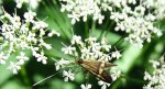 Wąsateczka zawilczaneczka (Nemophora degeerella)