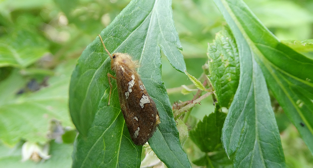 Krótkowąs paprotnik (Phymatopus hecta)