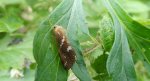Krótkowąs paprotnik (Phymatopus hecta)