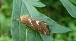 Krótkowąs paprotnik (Phymatopus hecta)