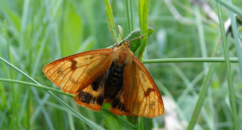 Niedźwiedziówka jastrzębica (Diacrisia sannio)