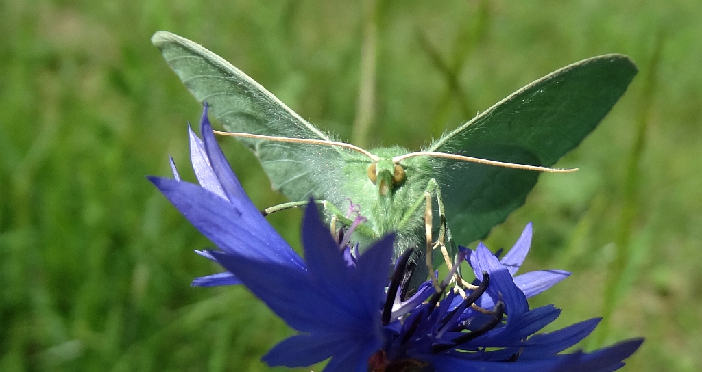 Miernik zieleniak (Geometra papilionaria)
