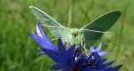Miernik zieleniak (Geometra papilionaria)