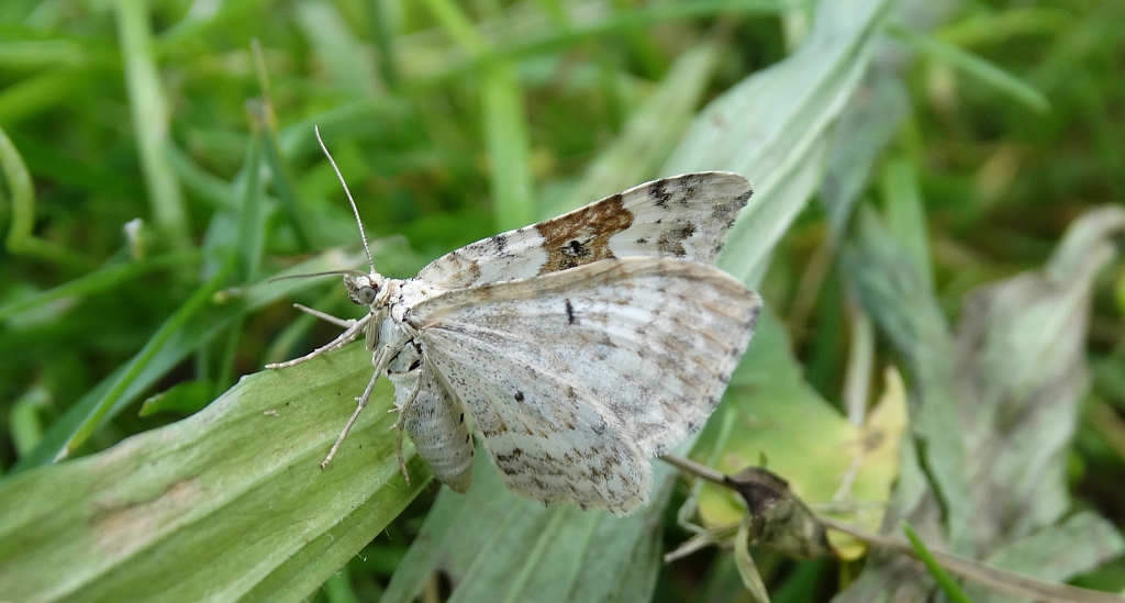 Paśnik rzeczek (Epirrhoe rivata)