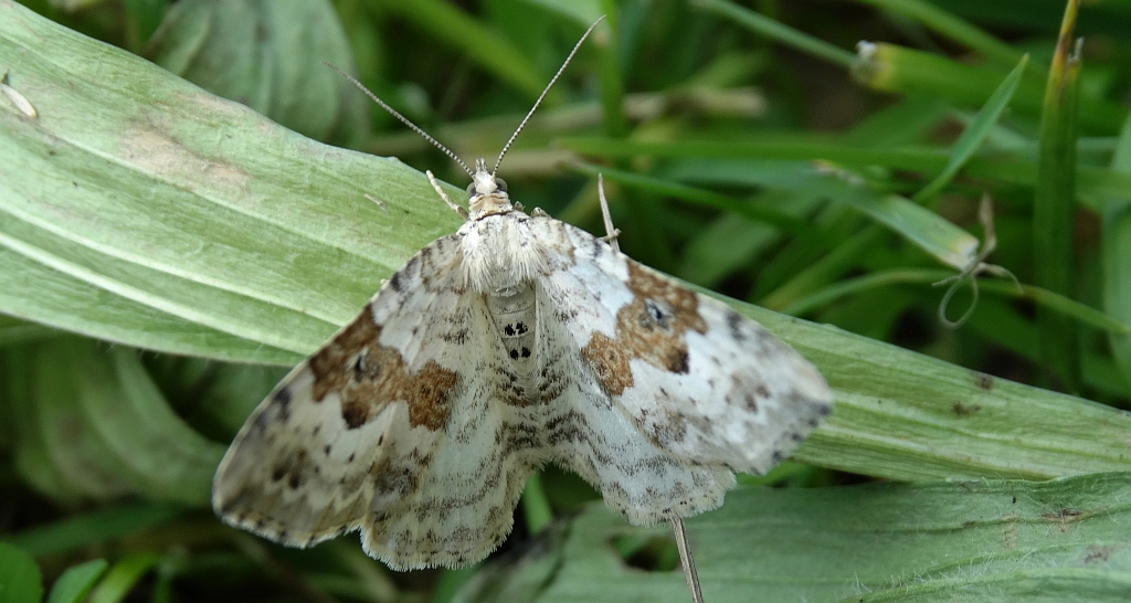 Paśnik rzeczek (Epirrhoe rivata)