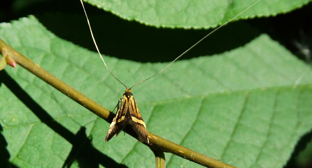 Wąsateczka zawilczaneczka (Nemophora degeerella)