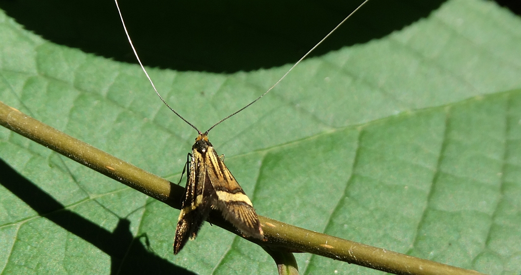 Wąsateczka zawilczaneczka (Nemophora degeerella)