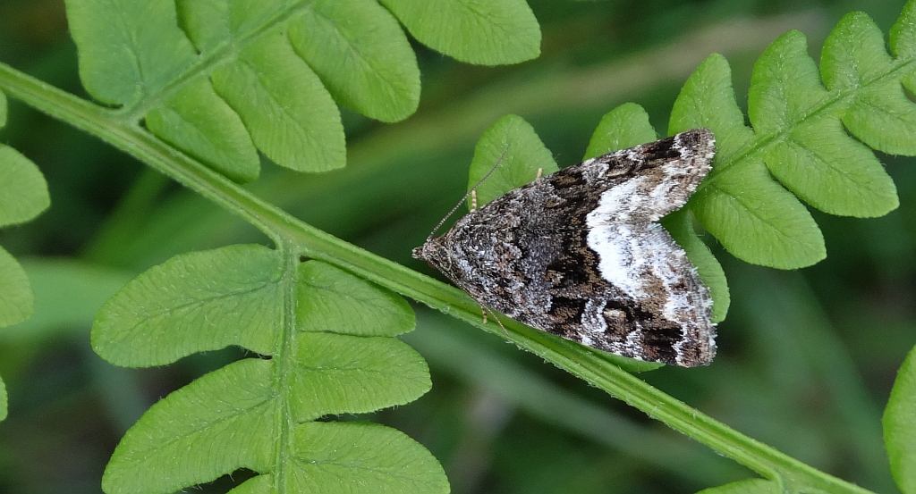 Deltote (Protodeltote) pygarga