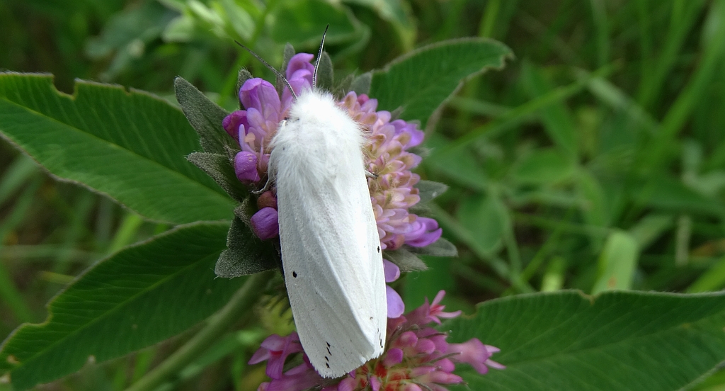 Szewnica pokrzywnica (Spilosoma urticae)