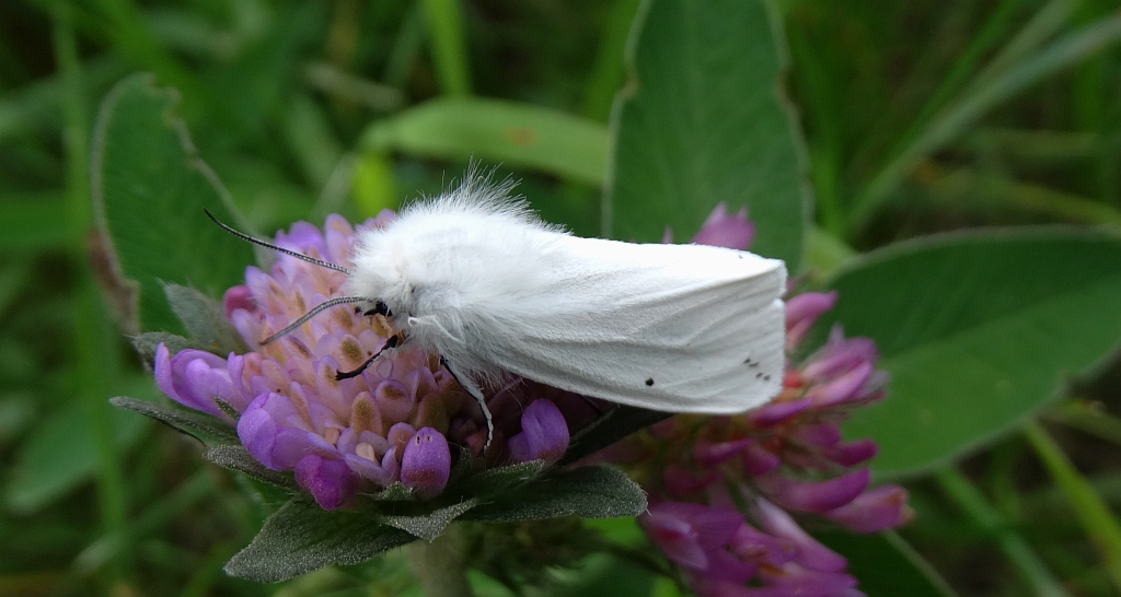 Szewnica pokrzywnica (Spilosoma urticae)