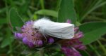 Szewnica pokrzywnica (Spilosoma urticae)