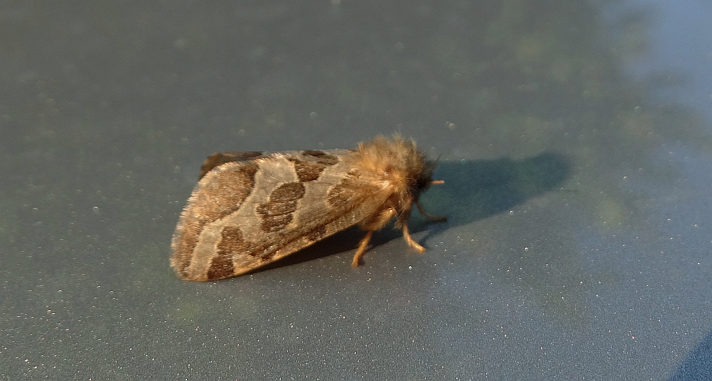 Krótkowąs paprotnik (Phymatopus hecta)