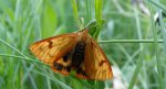 Niedźwiedziówka jastrzębica (Diacrisia sannio)