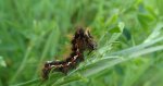 Wieczernica szczawiówka (Acronicta rumicis)