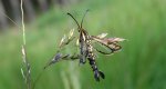 Pyropteron triannuliformis