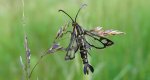 Pyropteron triannuliformis