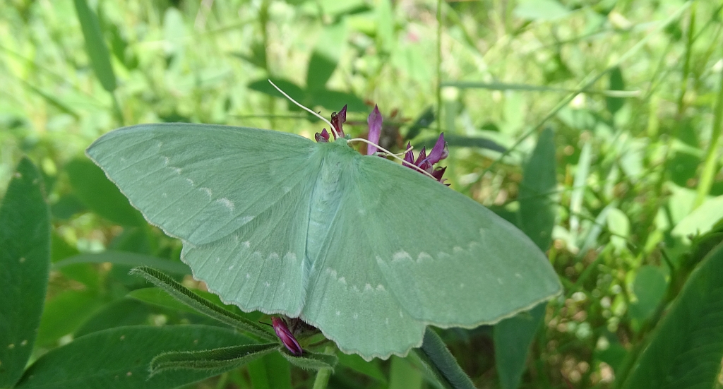 Miernik zieleniak (Geometra papilionaria)