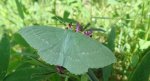 Miernik zieleniak (Geometra papilionaria)