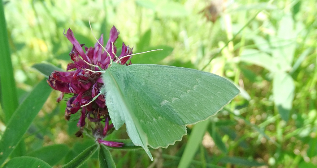Miernik zieleniak (Geometra papilionaria)