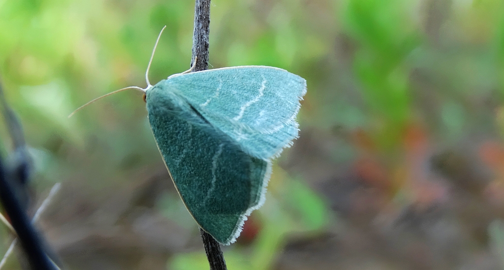 Miernik seledyniak (Chlorissa viridata)